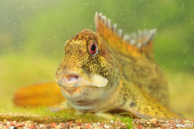 Steenslijmvis