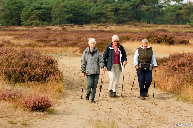 Wandelaars op de Kalmthoutse Heide