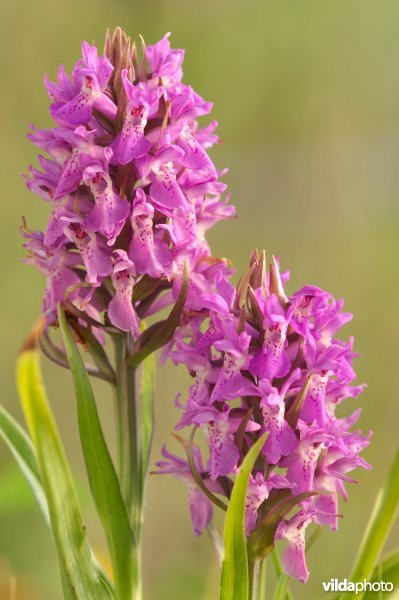 Vleeskleurige orchissen in Ter Yde
