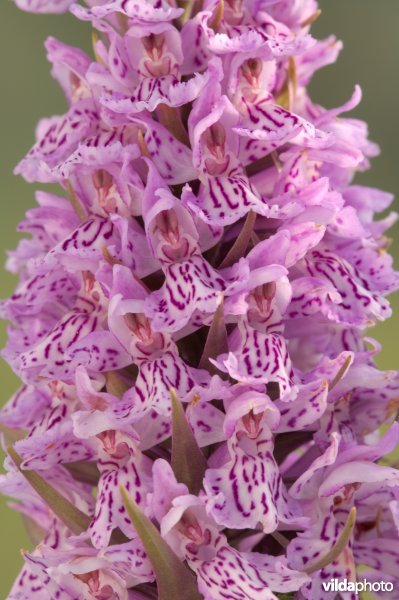 Gevlekte orchis