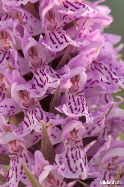 Gevlekte orchis