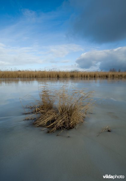 Oostvaardersplassen