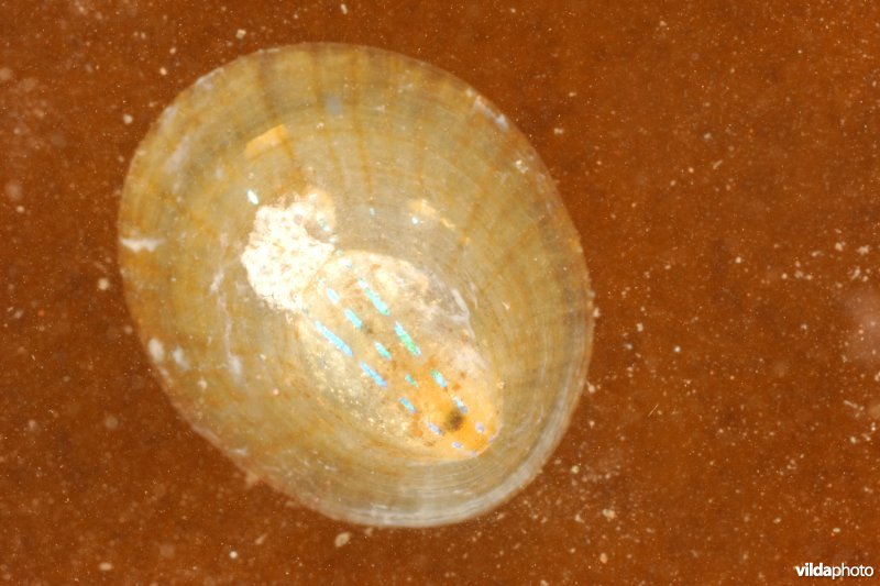 Blauwgestreepte schaalhoren