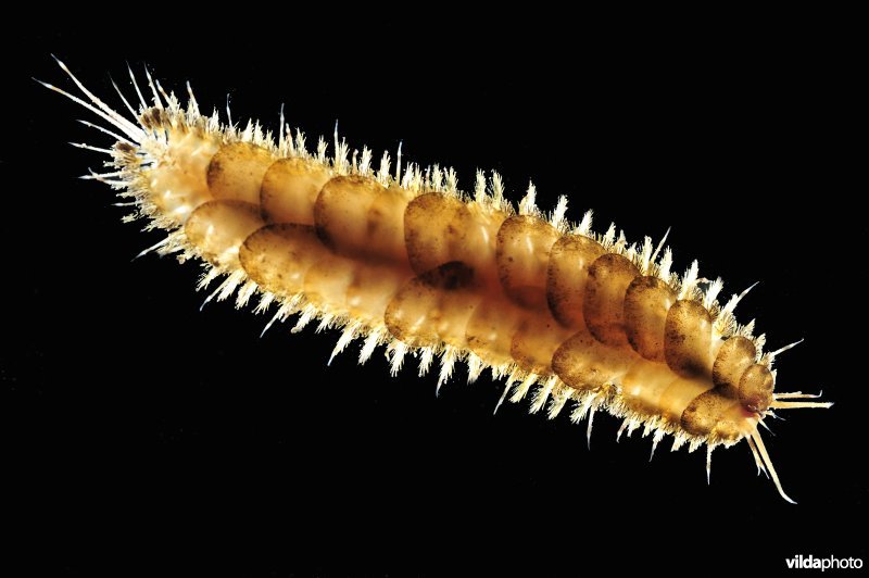 Geschubde zeerups