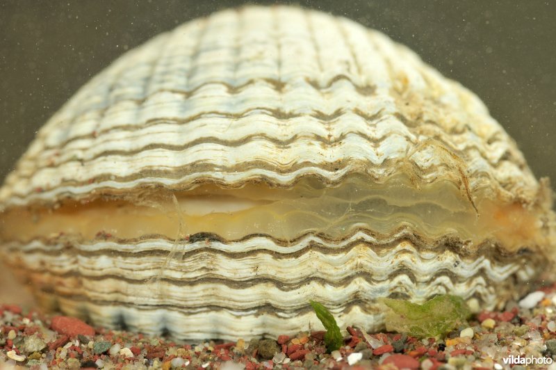 Scheve hartschelp