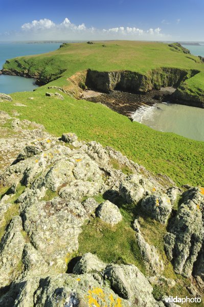 Skomer