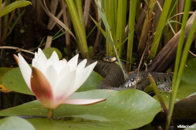 Ringslangen en waterlelie
