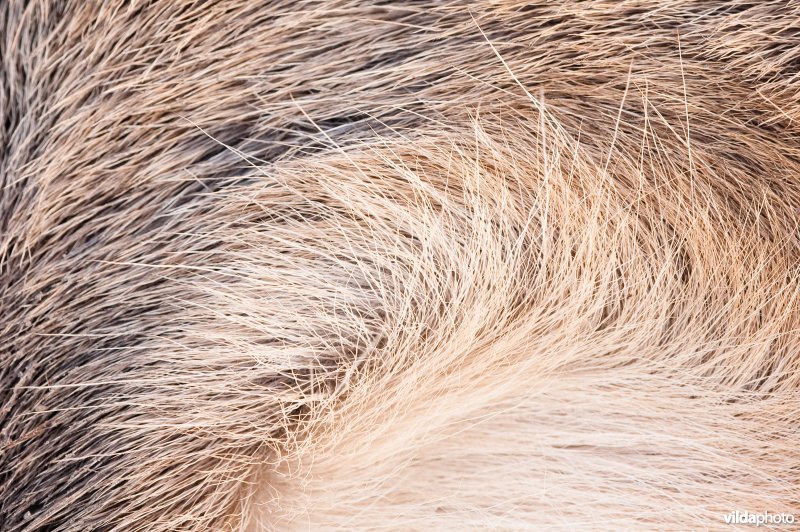 Detail van de vacht van edelhert