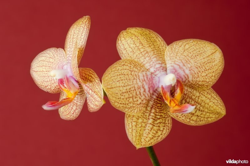 Bloeiende Phalaenopsis orchidee