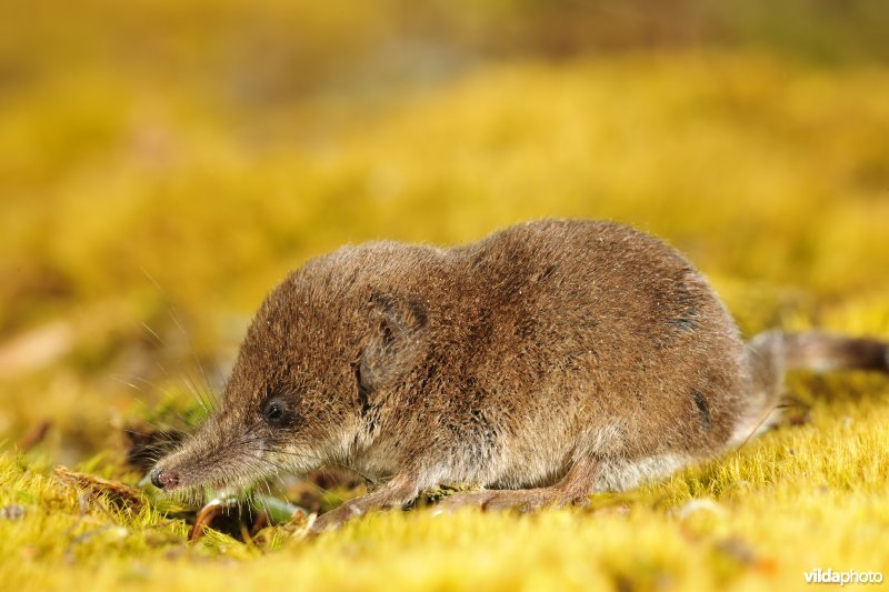 Dwergspitsmuis