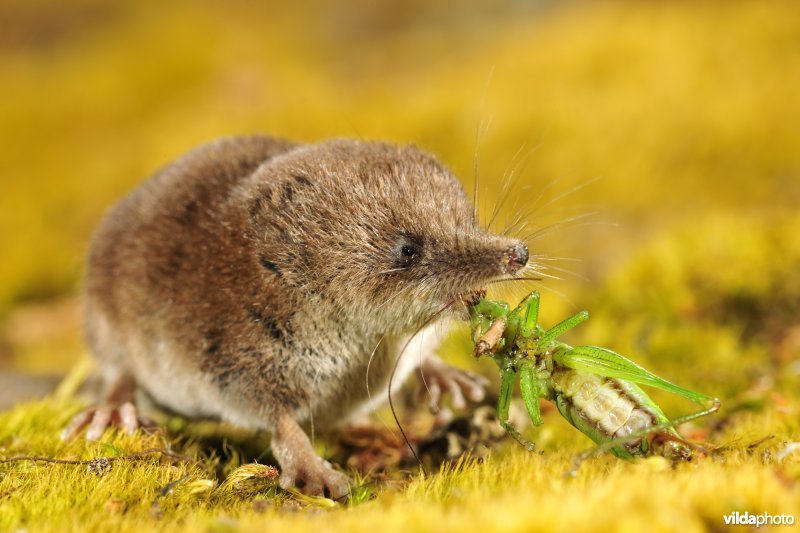 Dwergspitsmuis met sprinkhaan