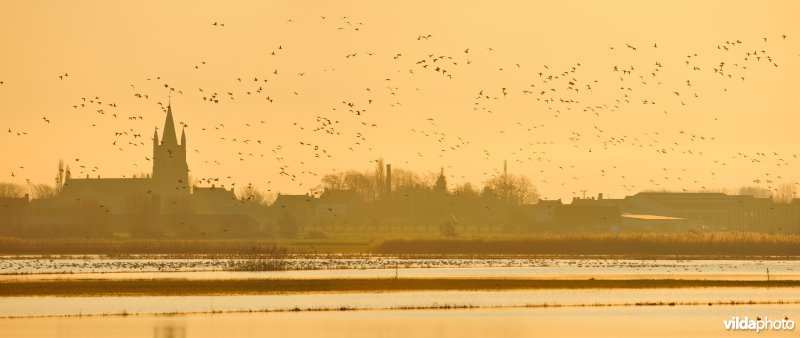 Overstroomde Westbroeken en overwinterende watervogels