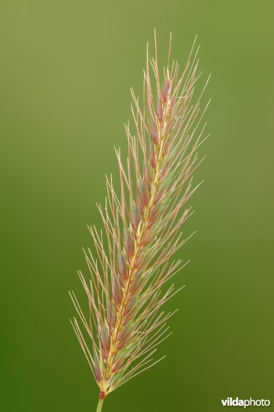 Bloeiaren van Veldgerst