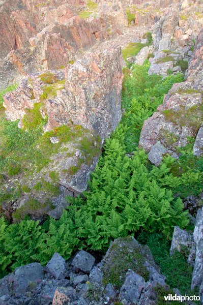 Varens tussen rotsen