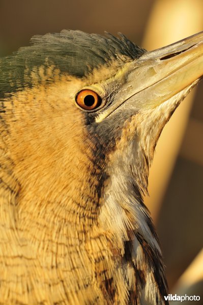 Close-up van Roerdomp