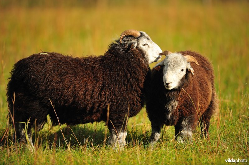 Herdwick schaap