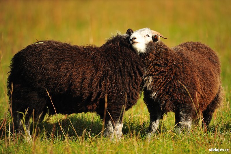 Herdwick schaap