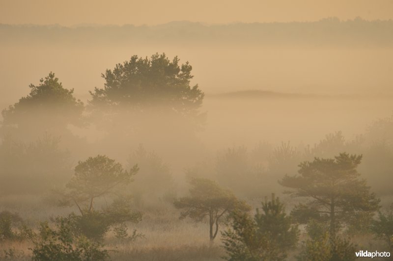 Groot schietveld