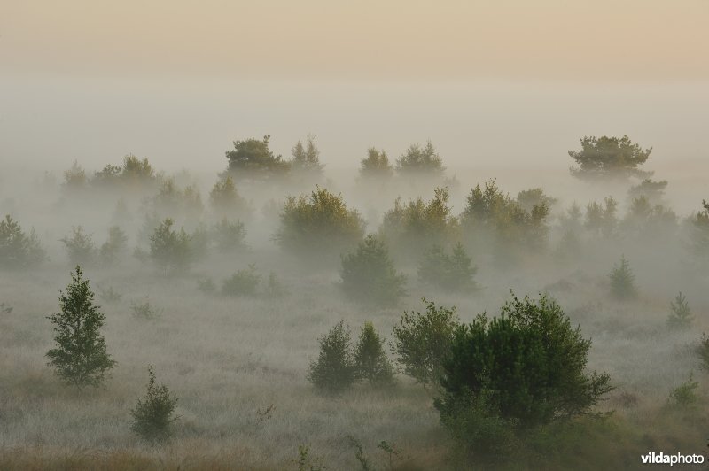 Groot schietveld