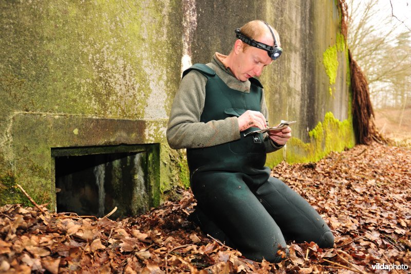 Vleermuizen tellen in het Fort van Oelegem