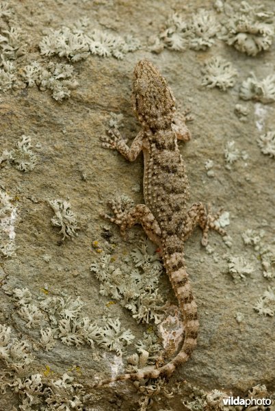 Muurgekko