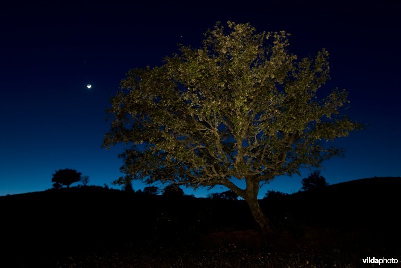 Steeneik bij maanlicht