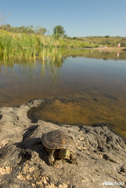 Moorse beekschildpad