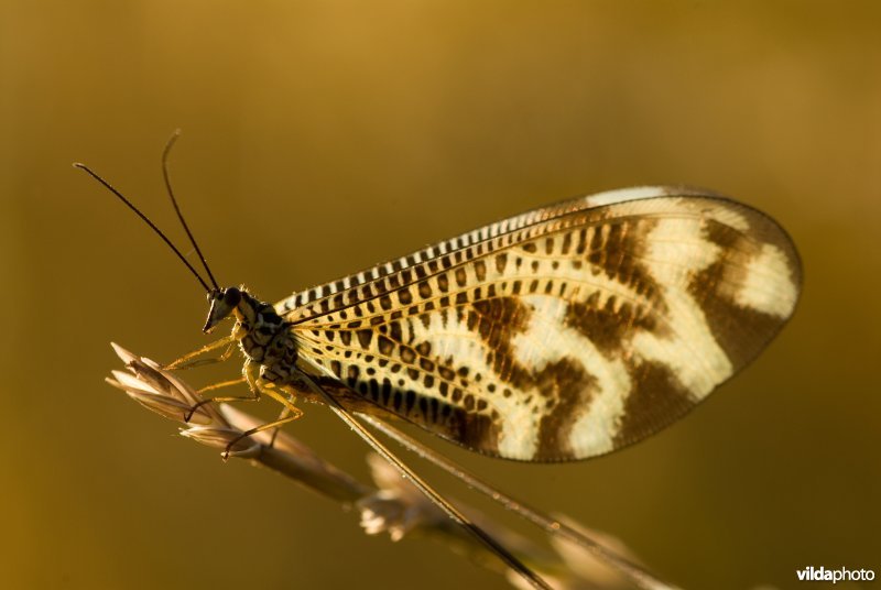 Nemoptera bipennis