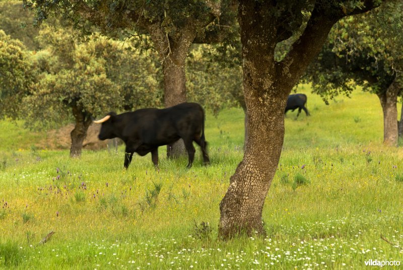 Stieren in Dehesa