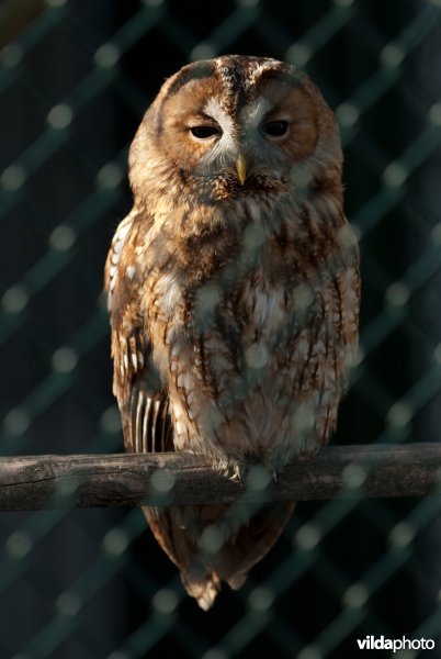 Bosuil achter gaas in een vogelopvangcentrum