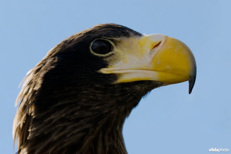 Portret van de kop van een stellers' zeearend