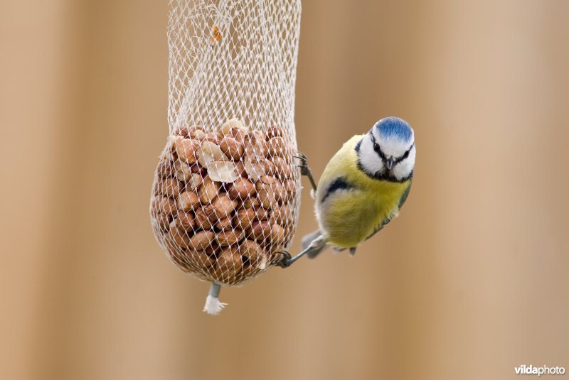 Pimpelmees aan pinanetje