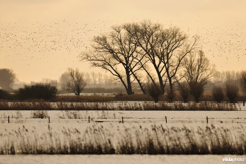 Overstroomde Noordschotebroek