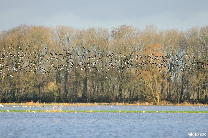 Overstroomde Noordschotebroek