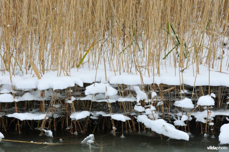 Riet in ijs