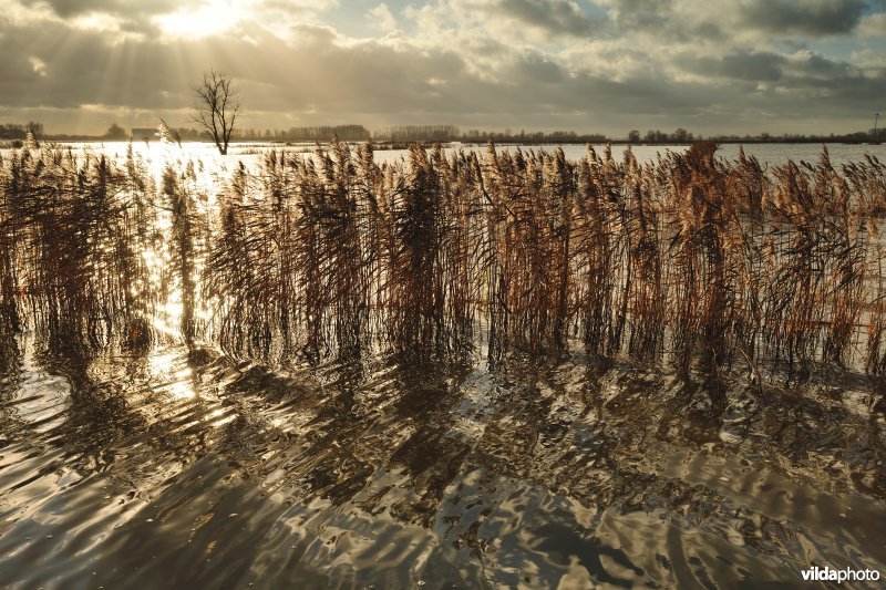 Overstroomde Houtensluisvaart, Rillebroek en rietkanten