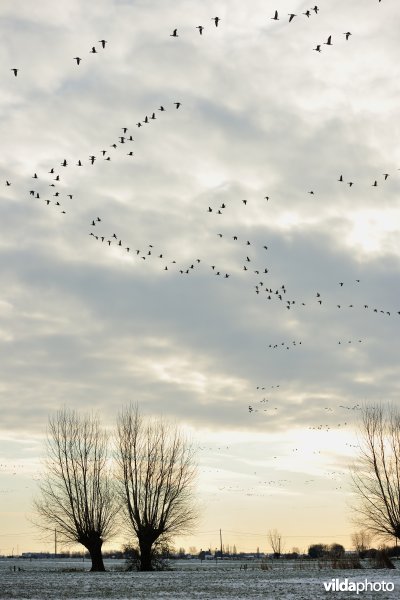 Slaaptrek van Kolganzen boven Merkembroek