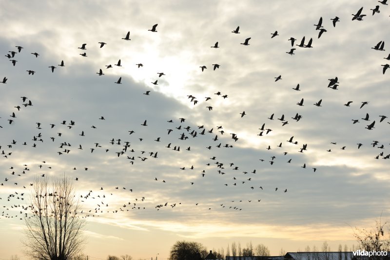 Slaaptrek van Kolganzen boven Merkembroek