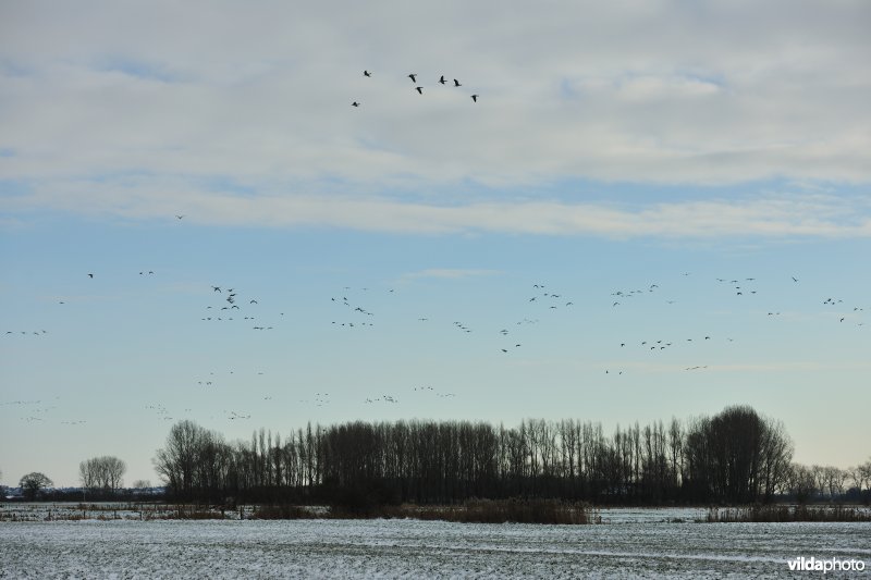 Slaaptrek van Kolganzen boven Merkembroek