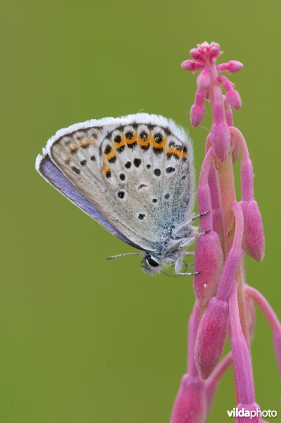 Vals heideblauwtje op wilgeroosje