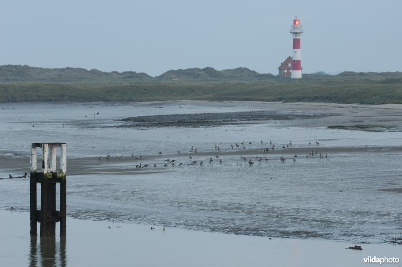IJzermonding en vuurtoren
