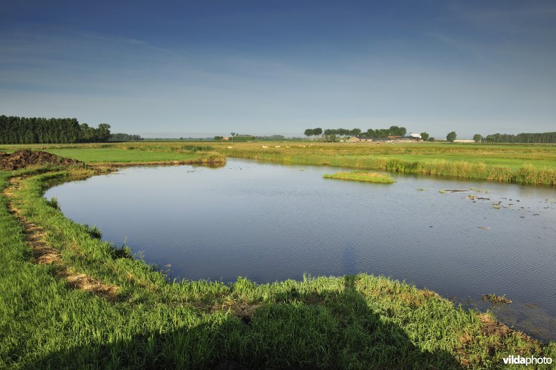 Natuurinrichtingswerken aan de Blankaart