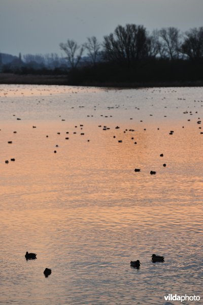 Overwinterende watervogels op de Blankaartvijver