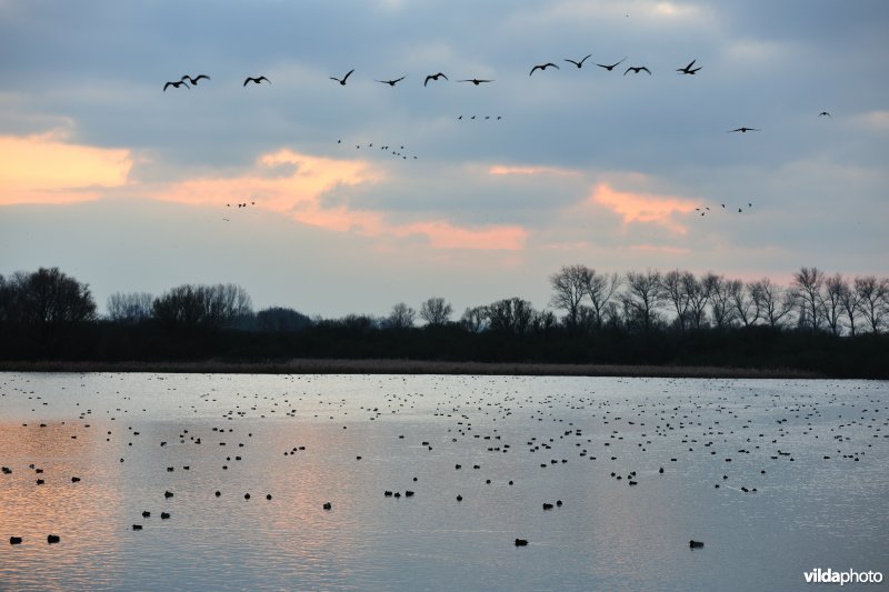 Overwinterende watervogels op de Blankaartvijver