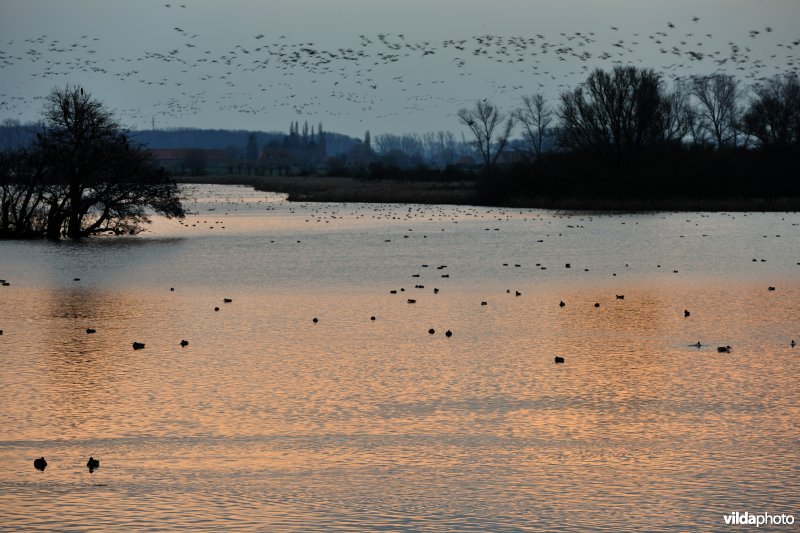Overwinterende watervogels op de Blankaartvijver