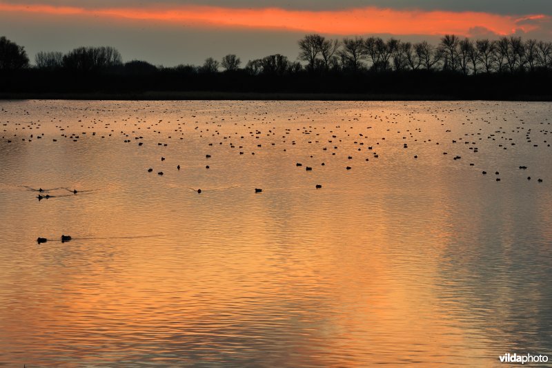 Overwinterende watervogels op de Blankaartvijver