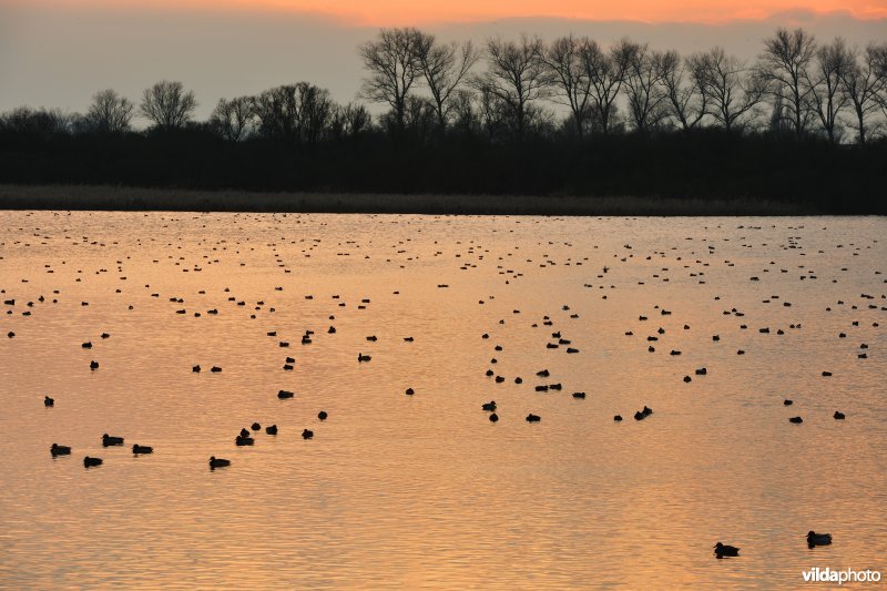 Overwinterende watervogels op de Blankaartvijver