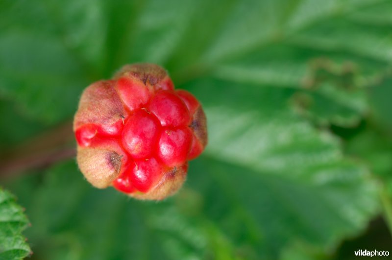 Bes van kruipbraam of bergframboos