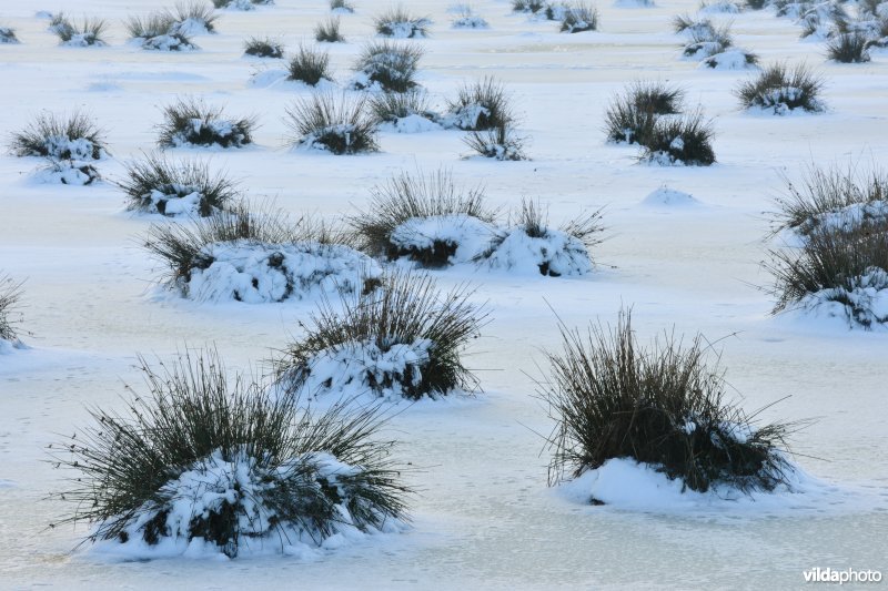 Pitrusbulten in de winterse Vijfhuizenbroeken