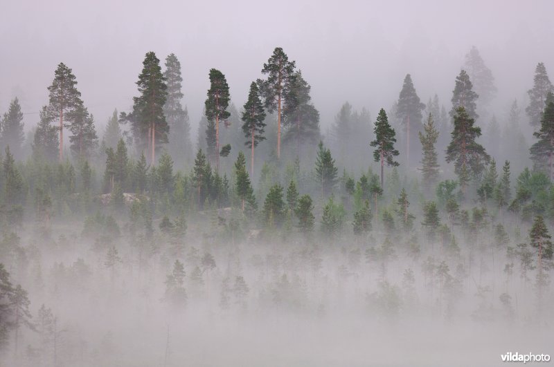 Finse bossen in de mist